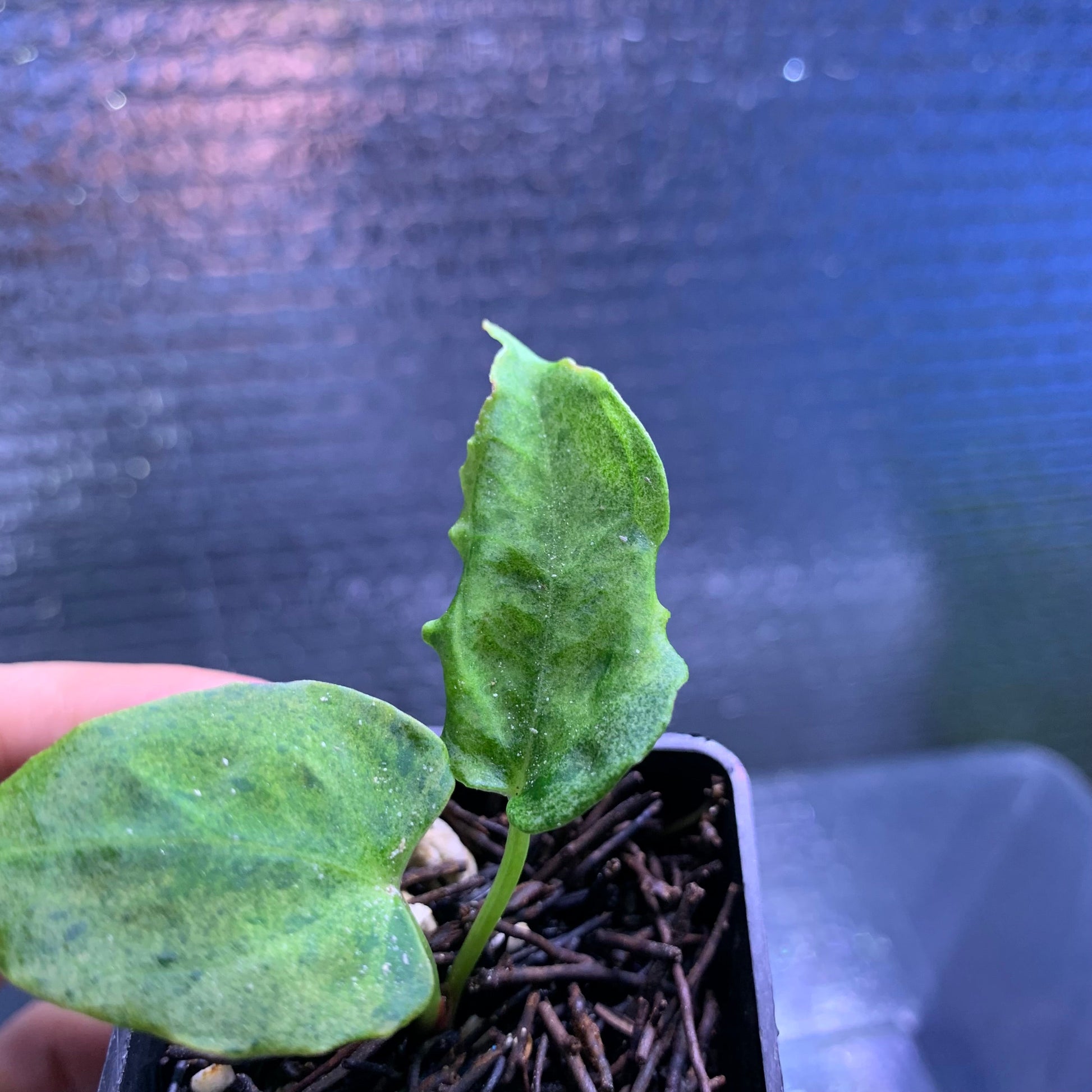 Anthurium Red Hawk x Blue Papillilaminum Mint — photo 2