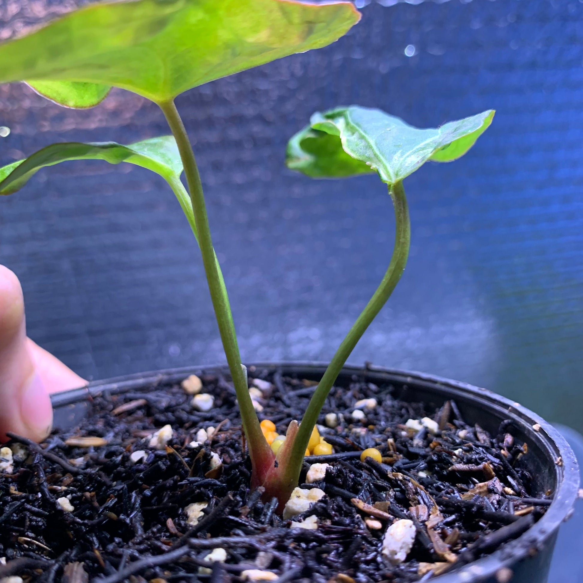 Anthurium Papillilaminum Mutation — photo 5