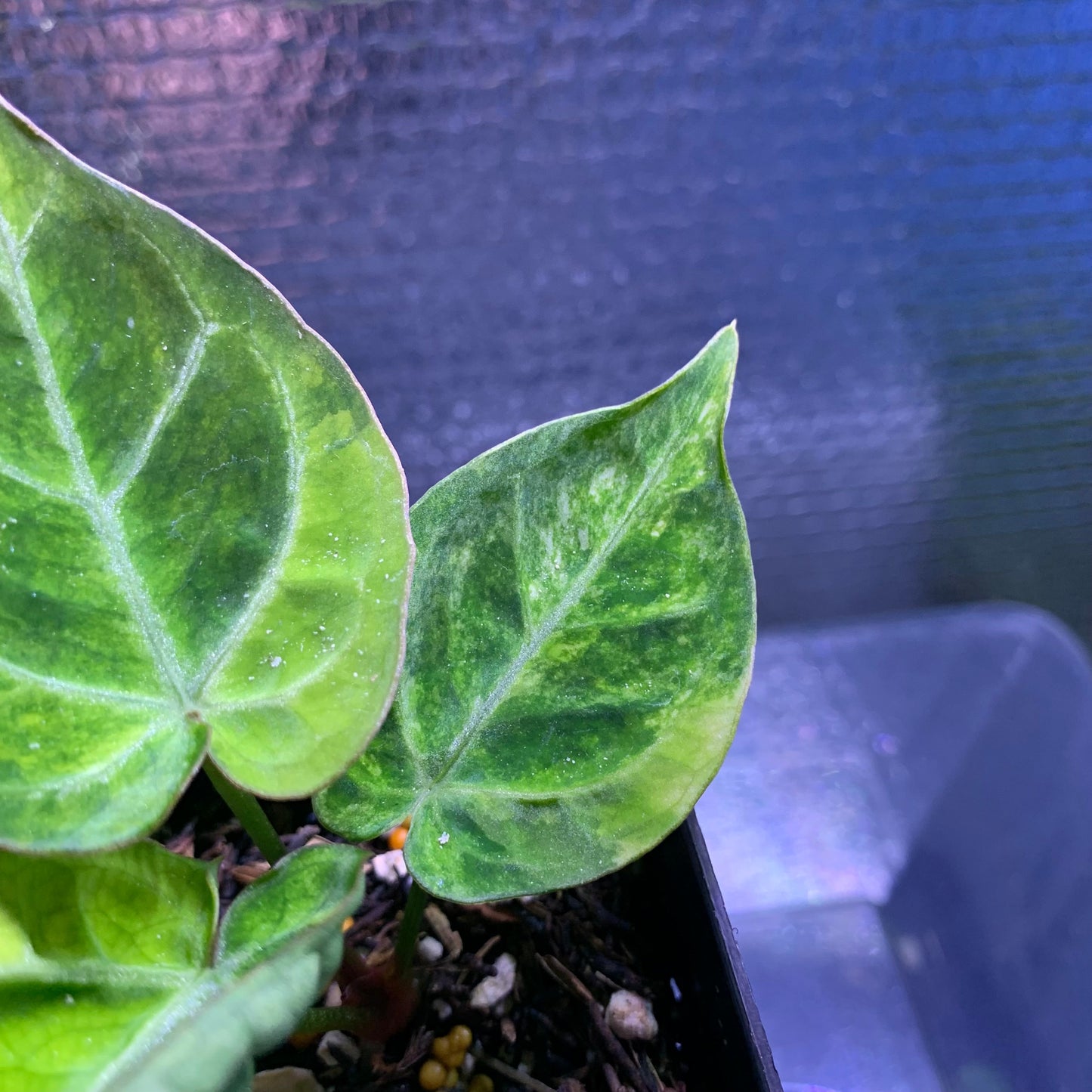 Anthurium Silver Blush x Domino Variegated — photo 3