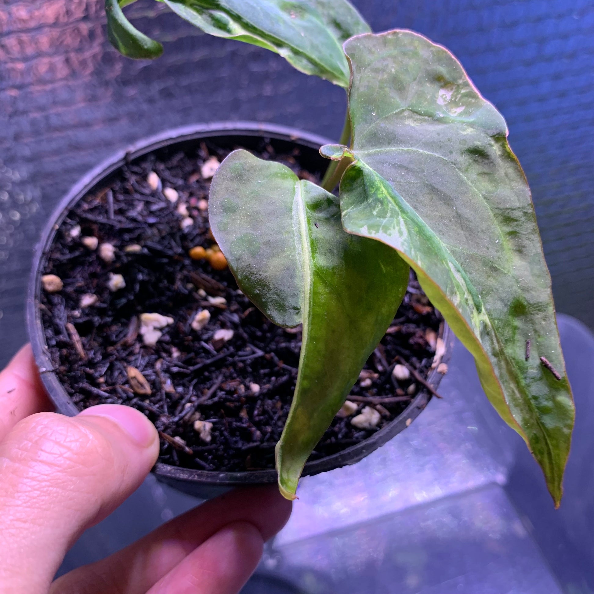 Anthurium Papillilaminum Mutation — photo 4