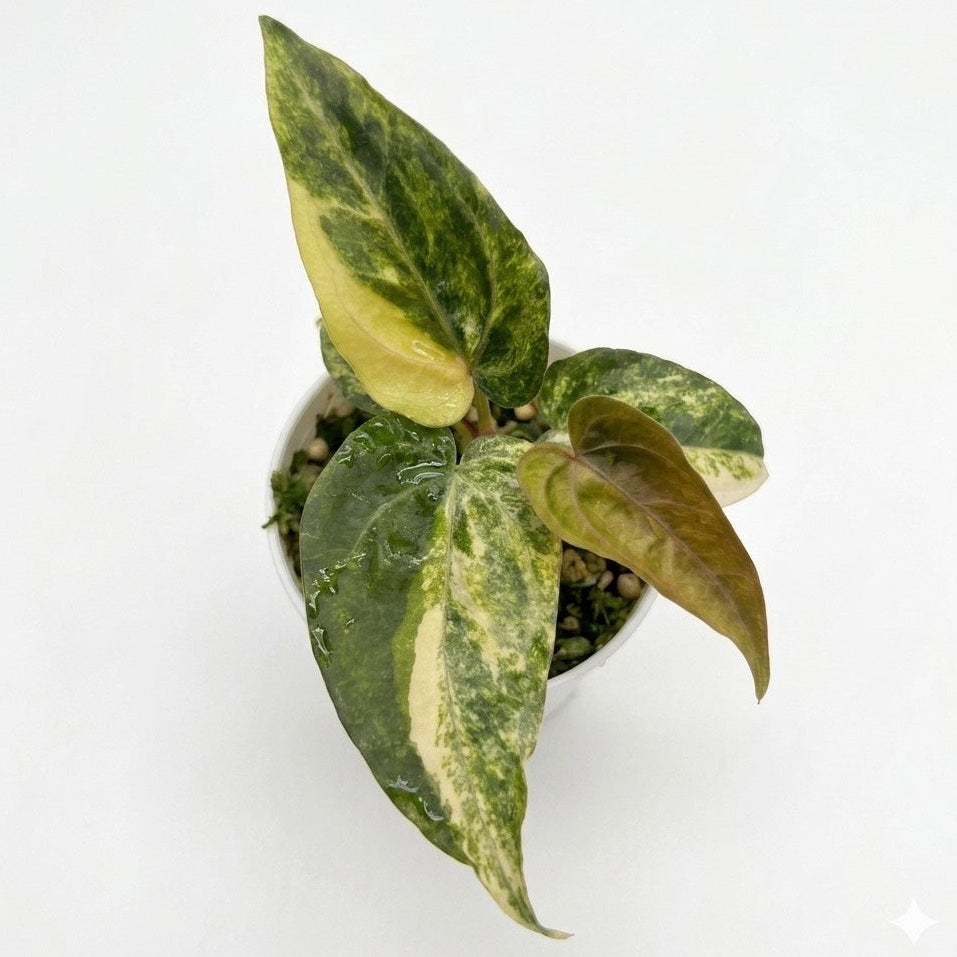 Anthurium queen crystallinum aurea x velvety mask (forgetti x papil)