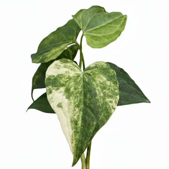 Anthurium (pedatoradiatum x crystallinum) aurea variegated
