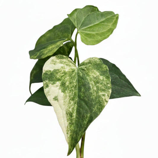 Anthurium (pedatoradiatum x crystallinum) aurea variegated