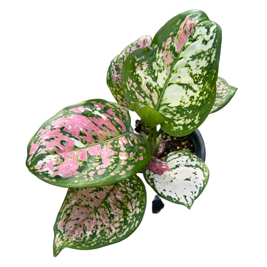 Aglaonema Anyamanee Tricolor