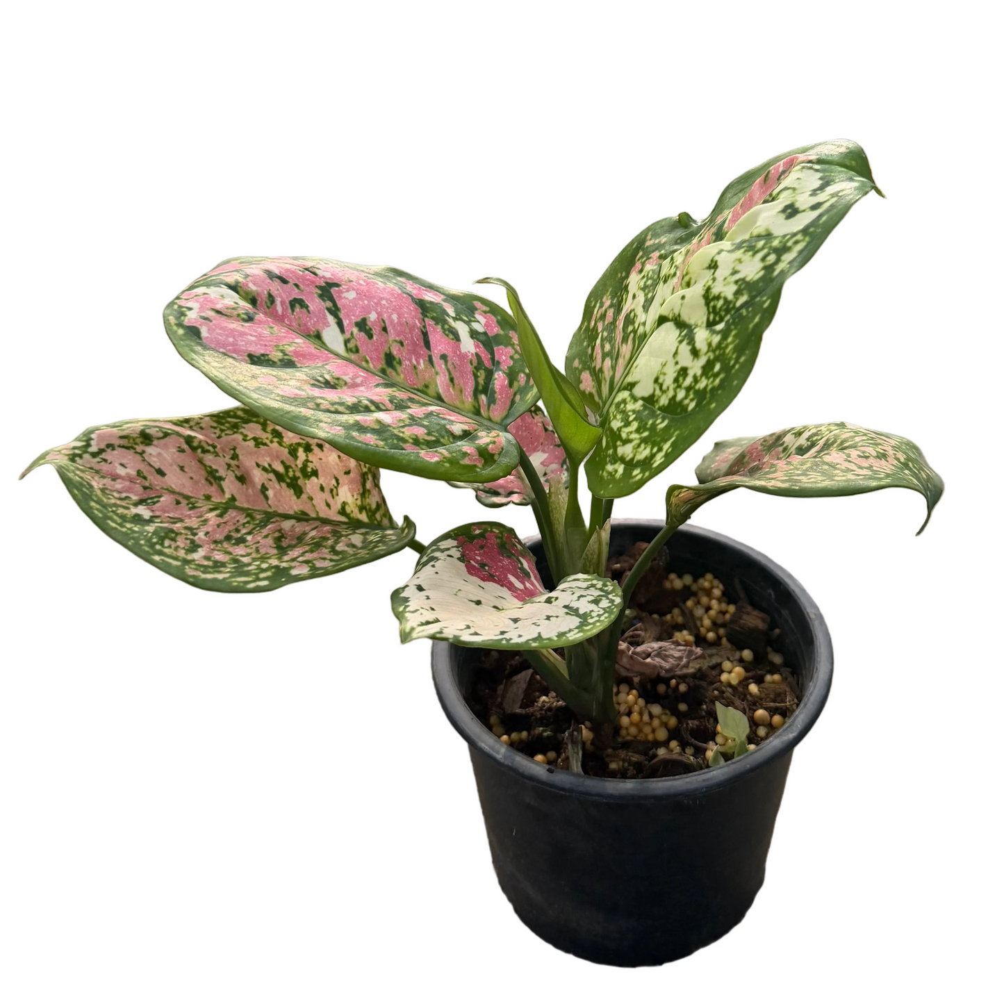 Aglaonema Anyamanee Tricolor