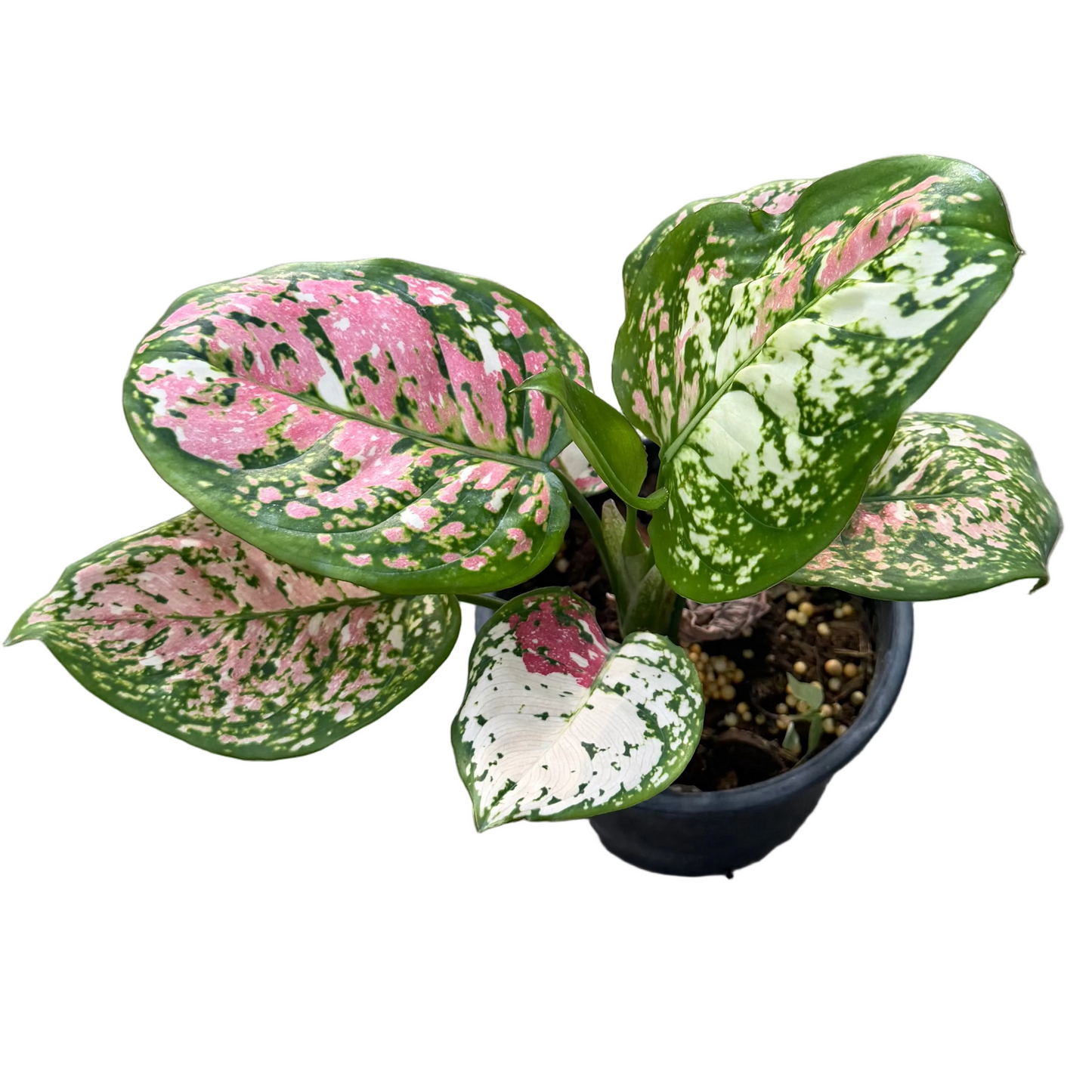 Aglaonema Anyamanee Tricolor