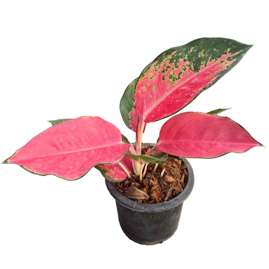 Aglaonema Chang Dang