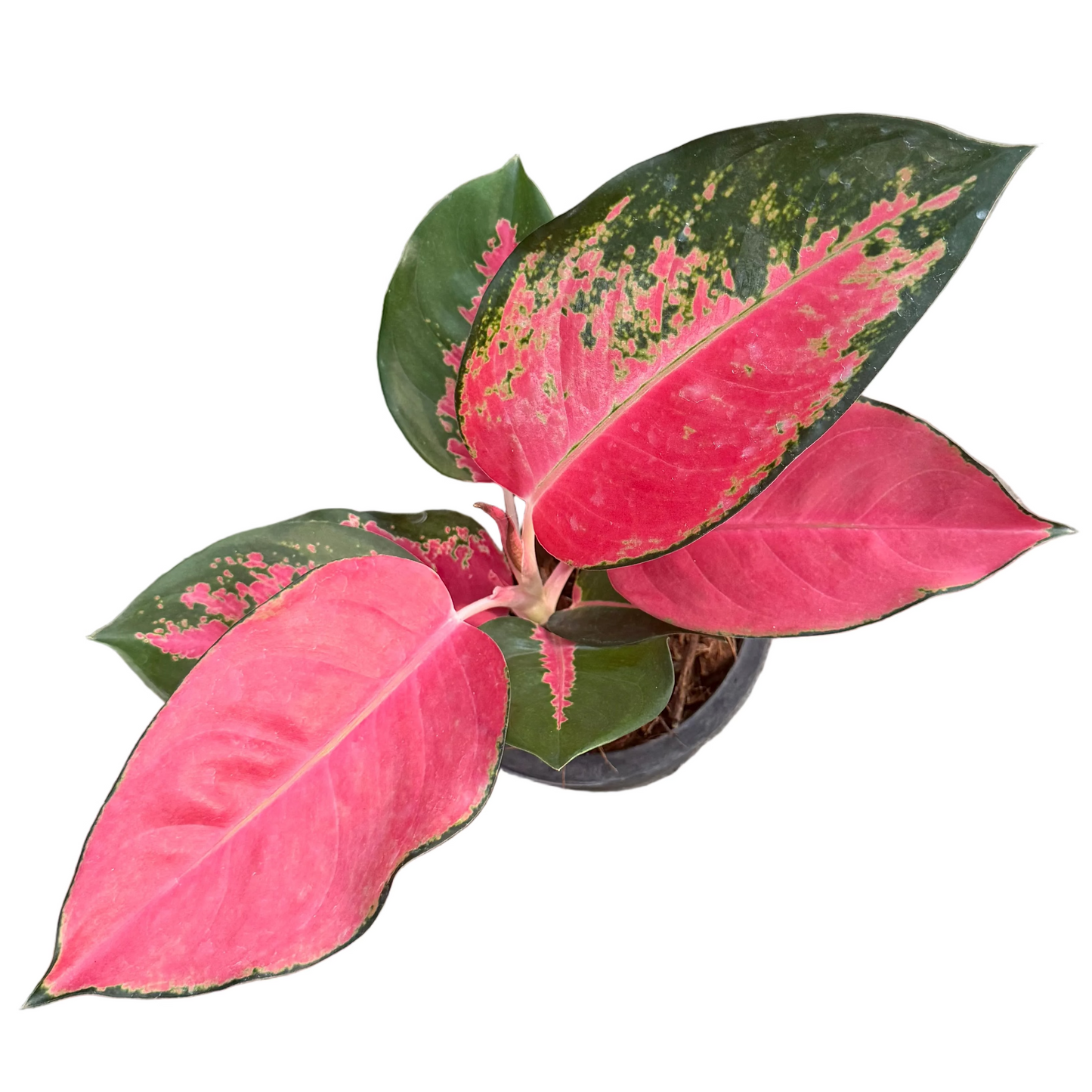 Aglaonema Chang Dang