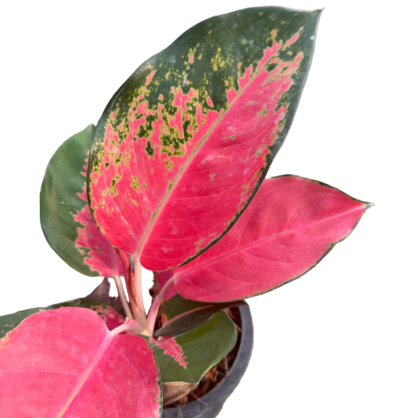 Aglaonema Chang Dang