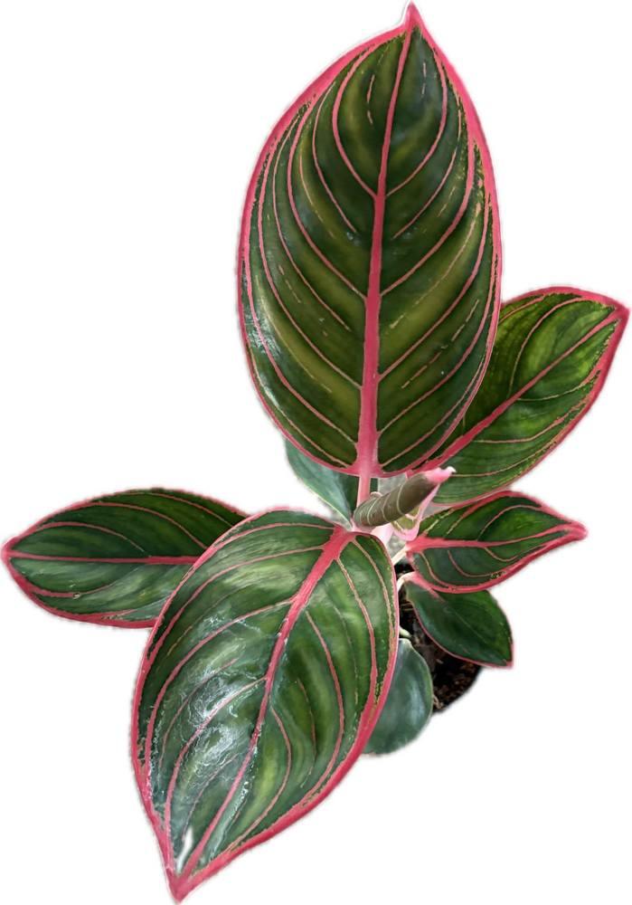 Aglaonema Khanza