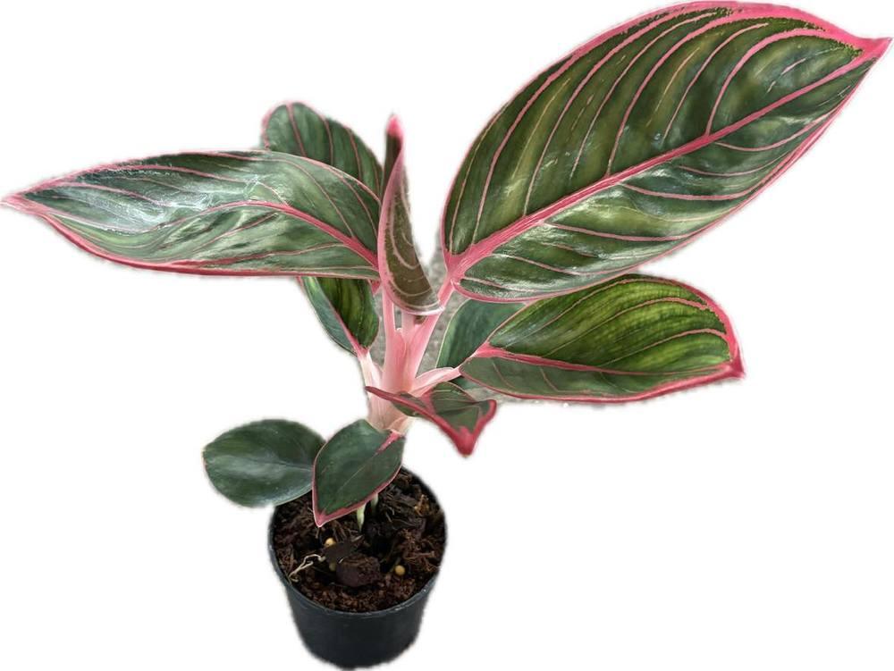 Aglaonema Khanza