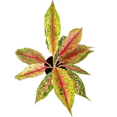 Aglaonema Lai Nam Thong