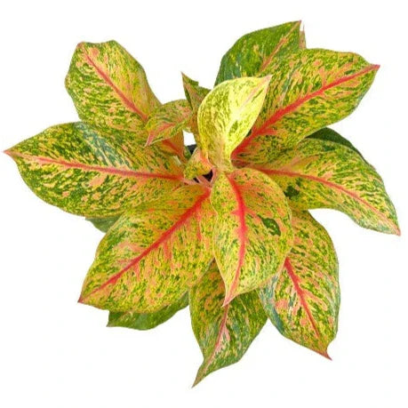 Aglaonema Lak Sup