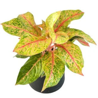Aglaonema Lak Sup