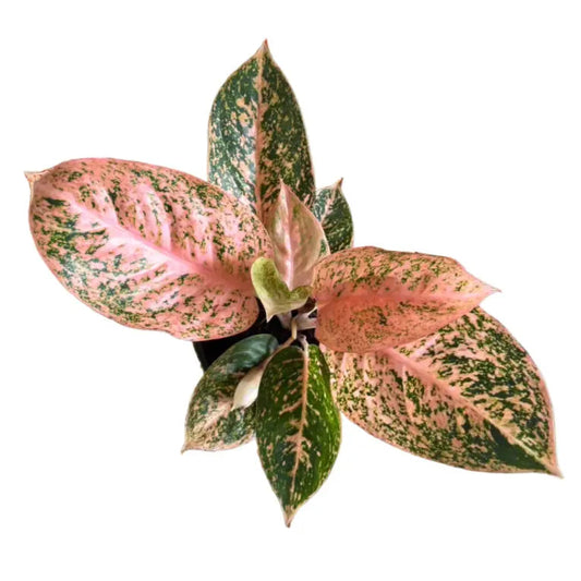 Aglaonema Orange Stardust