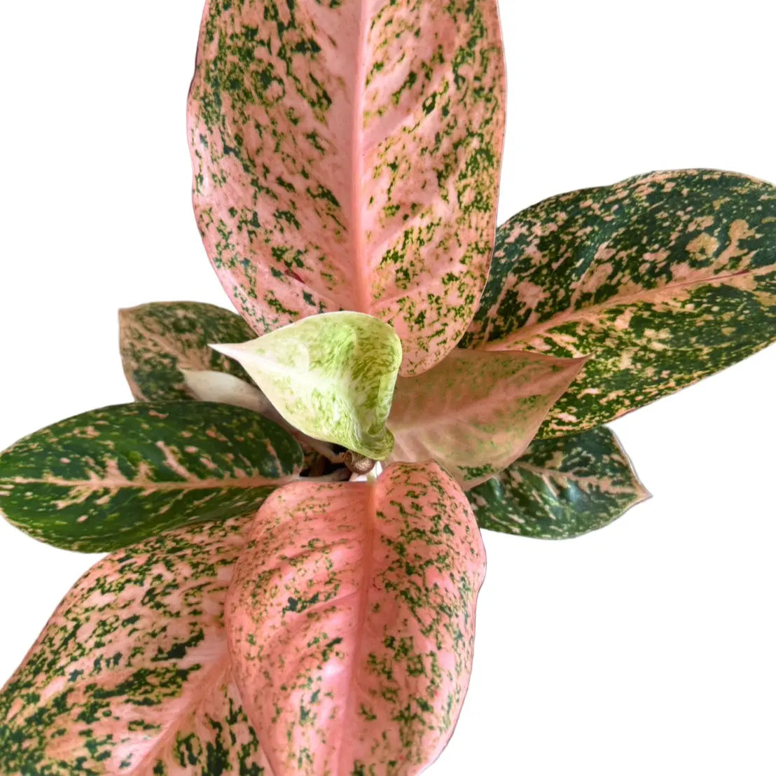 Aglaonema Orange Stardust
