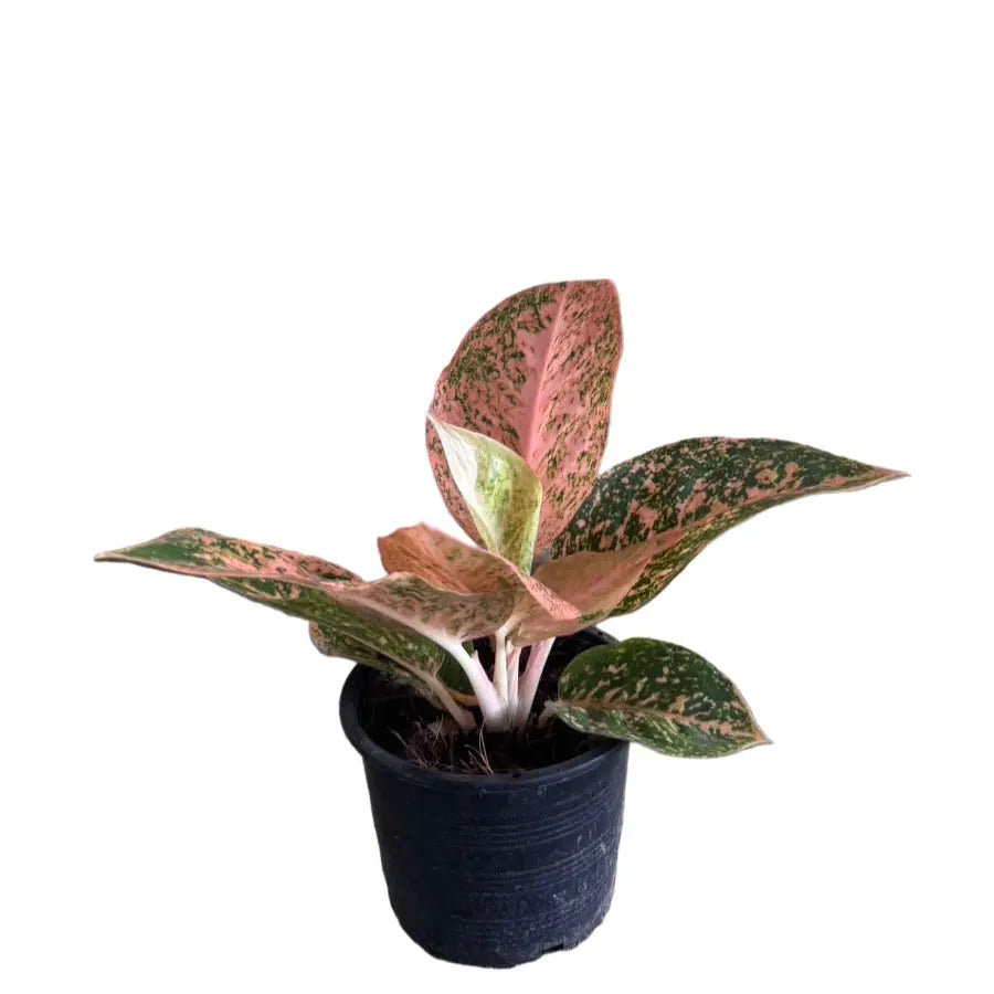 Aglaonema Orange Stardust