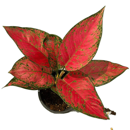 Aglaonema Red Anyamanee