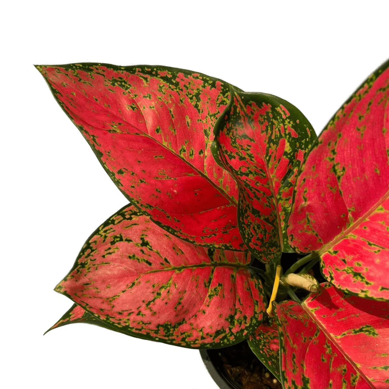Aglaonema Red Anyamanee