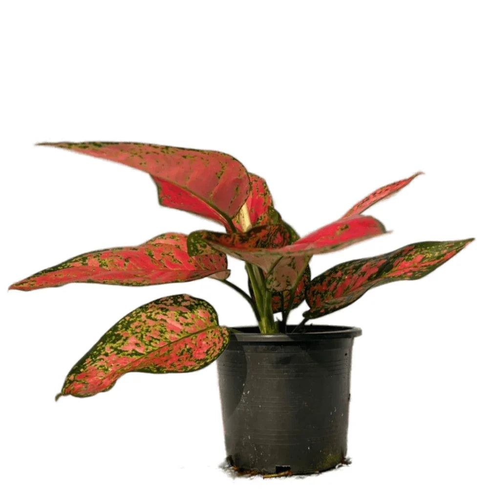 Aglaonema Red Anyamanee