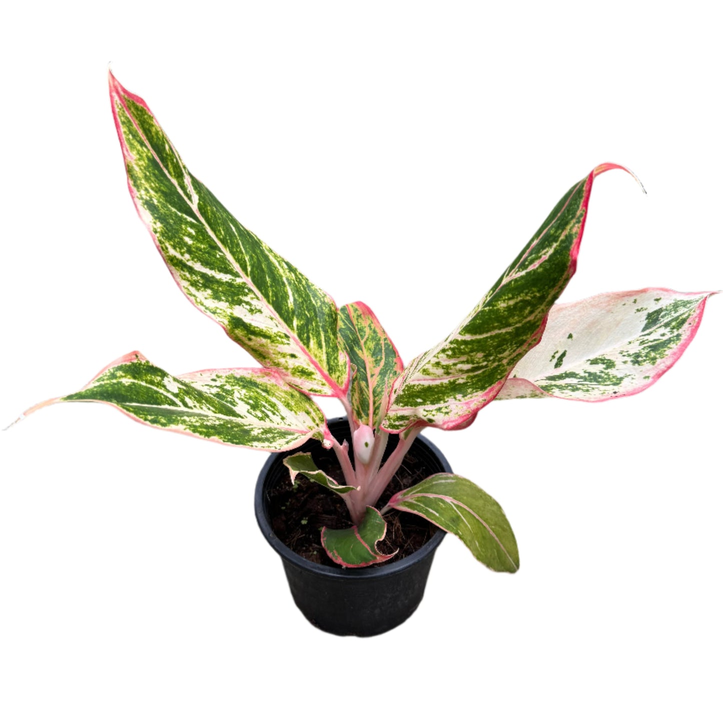 Aglaonema Siam Aurora
