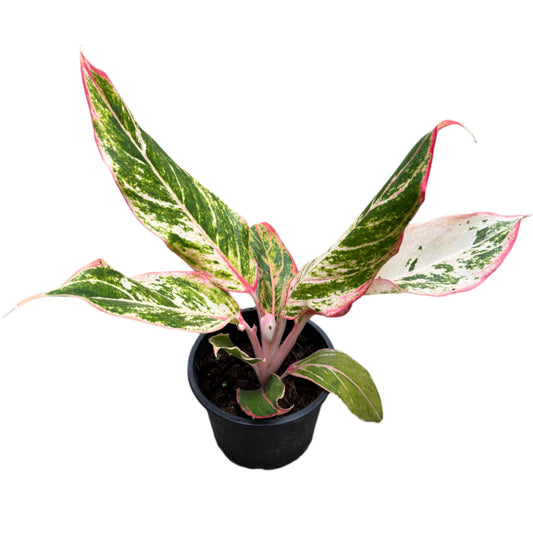 Aglaonema Siam Aurora