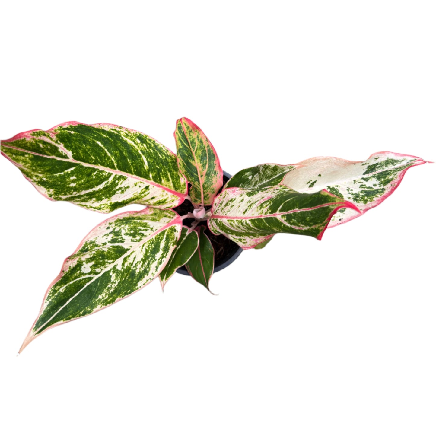 Aglaonema Siam Aurora