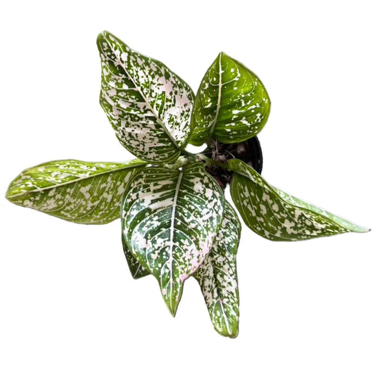 Aglaonema Tom's Pride