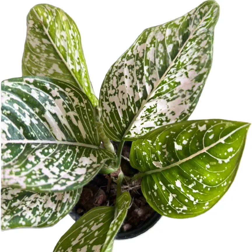 Aglaonema Tom's Pride