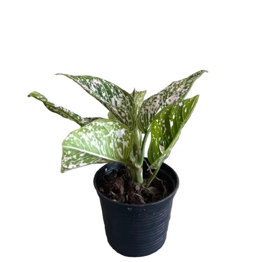 Aglaonema Tom's Pride