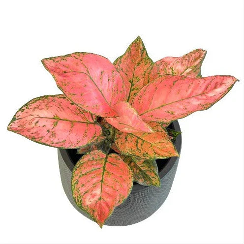 Aglaonema Valentine