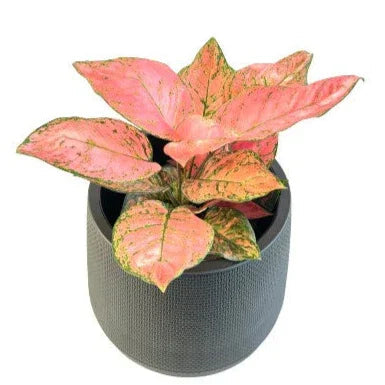 Aglaonema Valentine