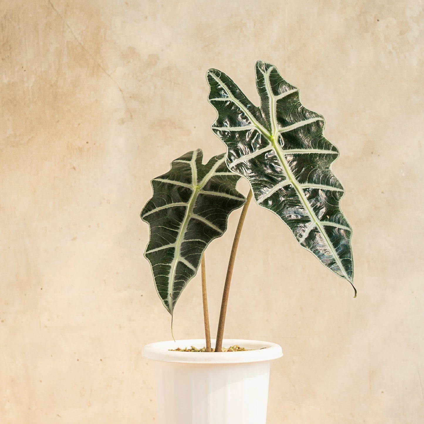 Alocasia Amazonica - Indonesian Rare Plants