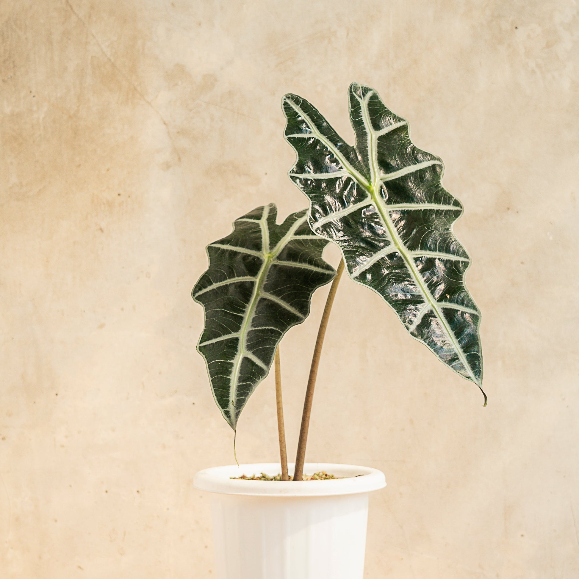 Alocasia Amazonica - Indonesian Rare Plants