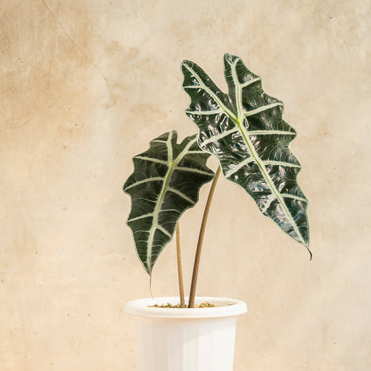 Alocasia Amazonica - Indonesian Rare Plants