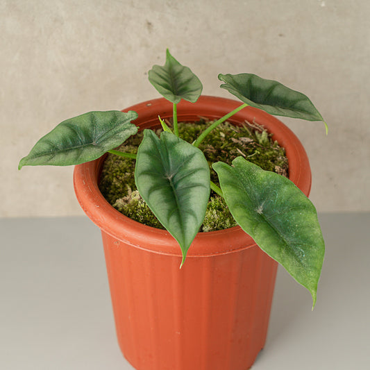 Alocasia Reversa - Indonesian Rare Plants