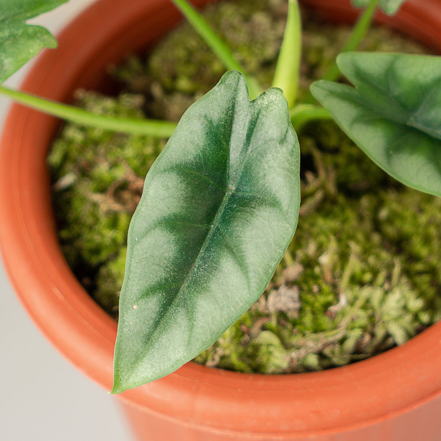 Alocasia Reversa