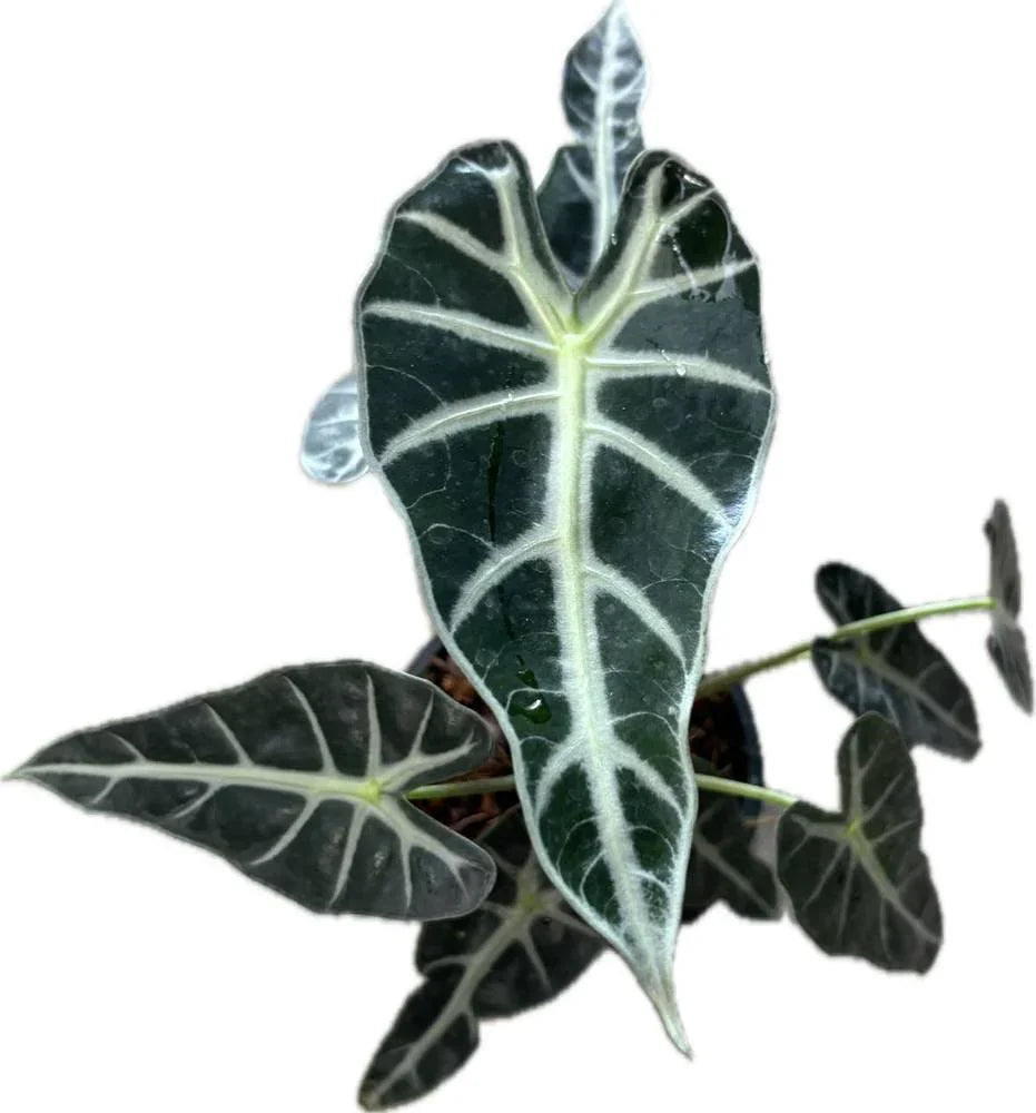 Alocasia Bambino