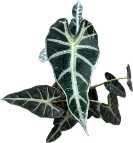 Alocasia Bambino