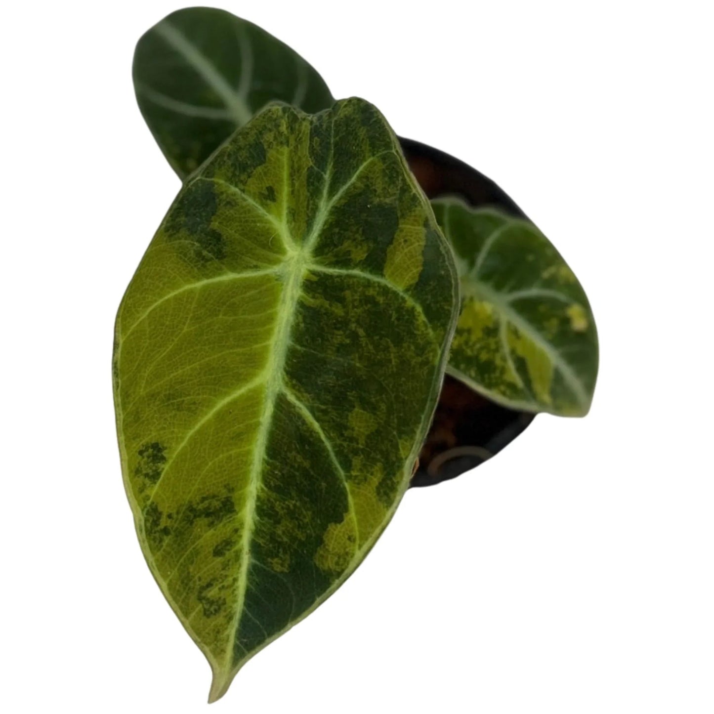 Alocasia black velvet gold variegated