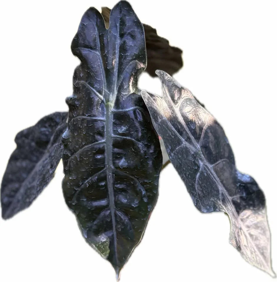 Alocasia chantrieri