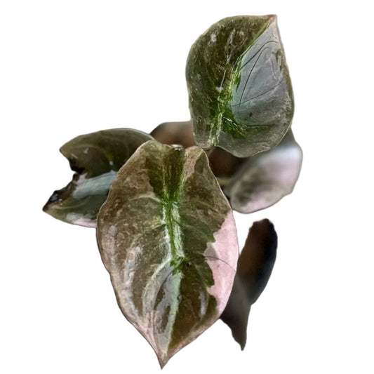 Alocasia Cuprea pink/mint