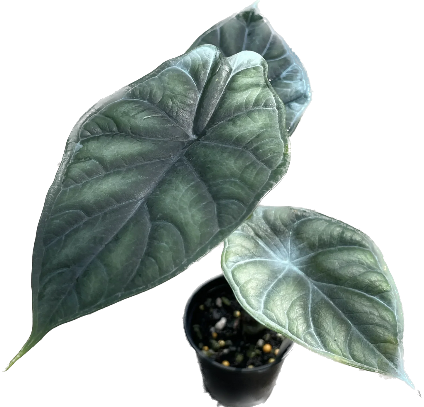 Alocasia Dragon Scale