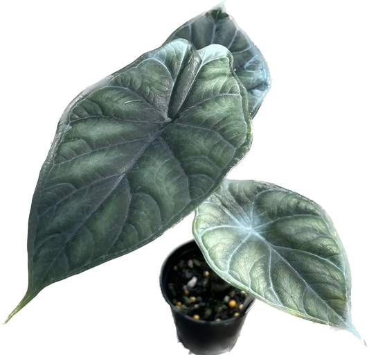 Alocasia Dragon Scale