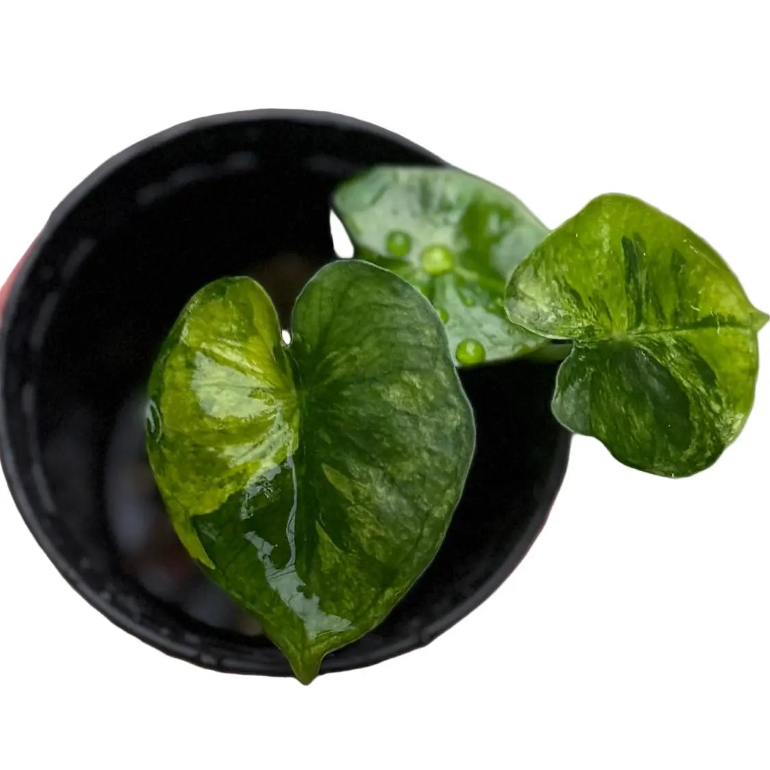 Alocasia Frydek Dorayaki Aurea Variegated (Round Form)