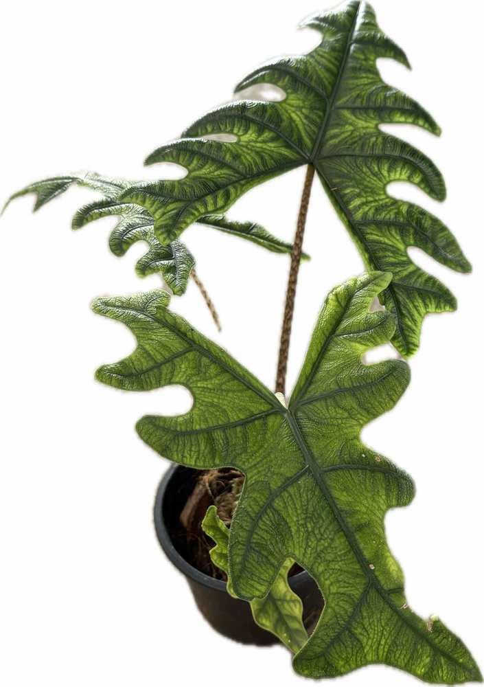 Alocasia Jacklyn