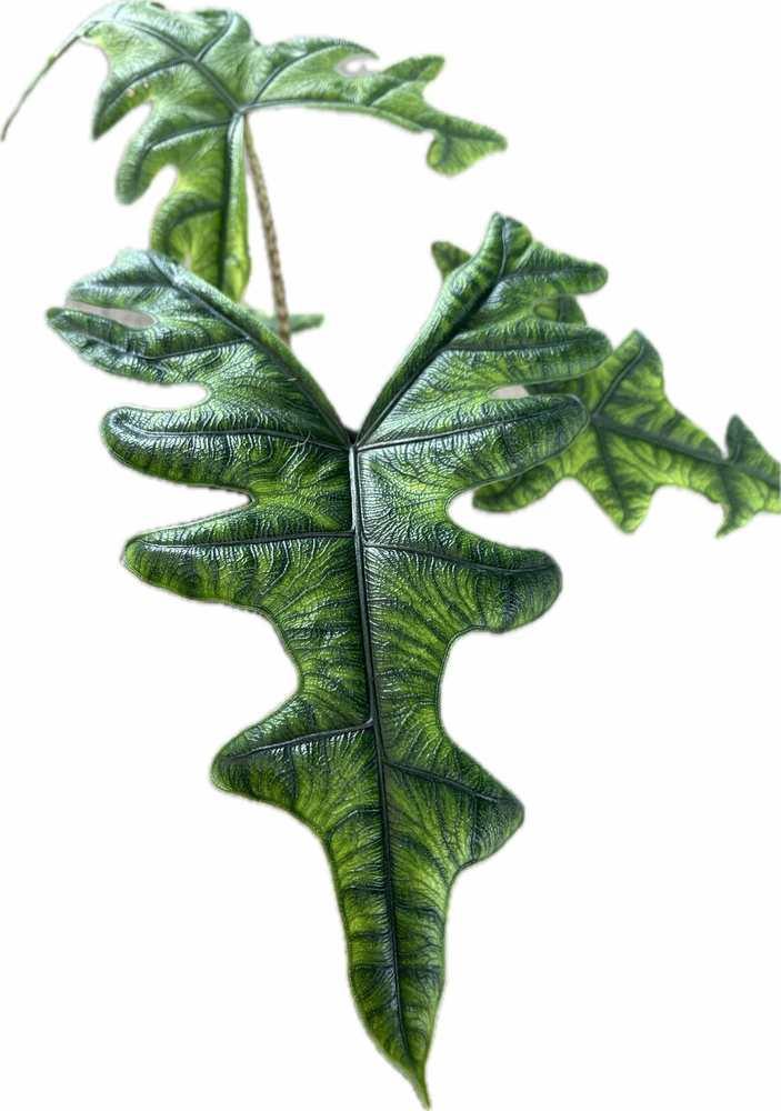 Alocasia Jacklyn