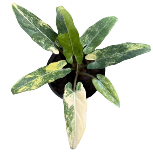 Alocasia lauterbachiana aurea variegated