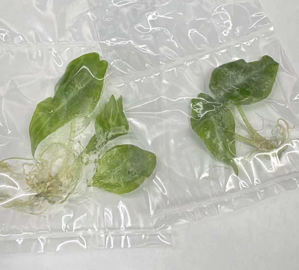Alocasia Longiloba Purple / Black Cobra (Tissue culture)