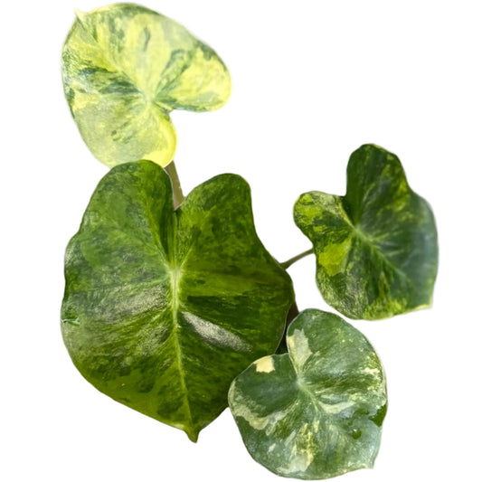Alocasia Frydek Dorayaki Aurea Variegated (Round Form)